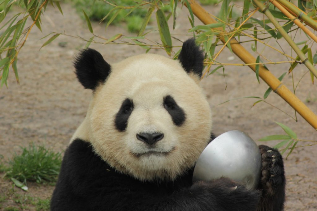 Oso panda