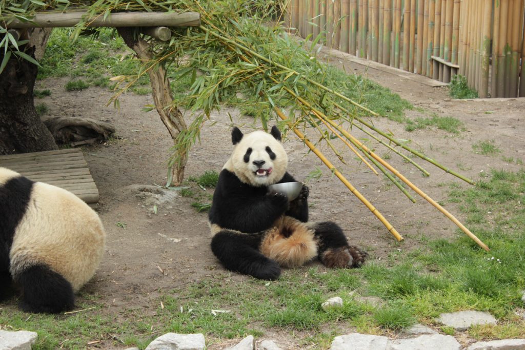 Oso panda