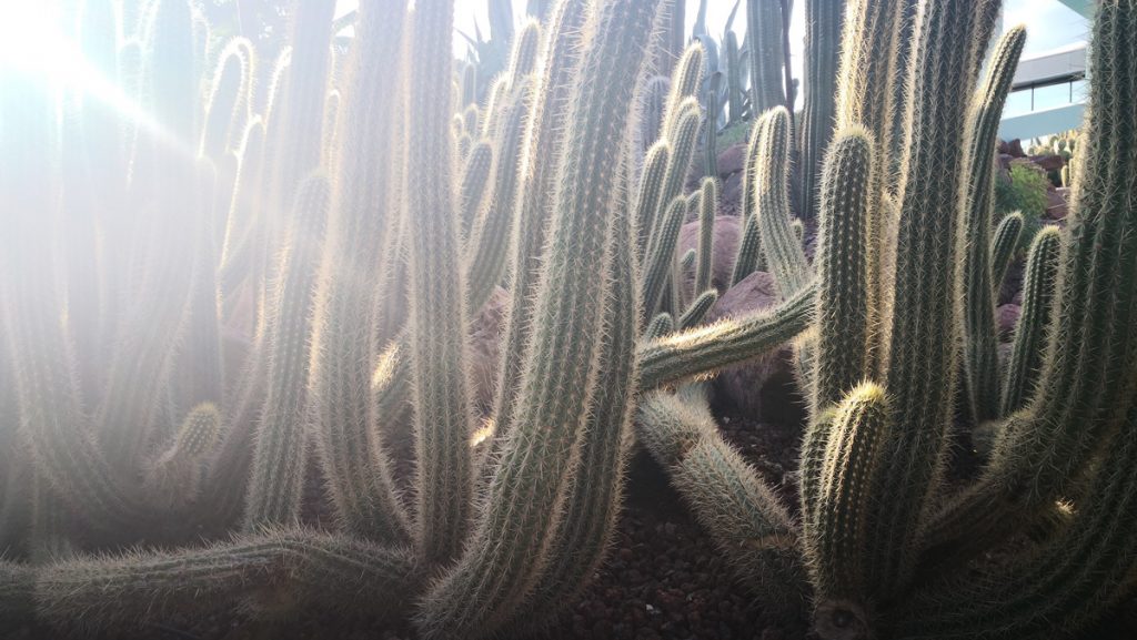 Cactus al sol